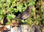 Close up of a female Blackbird on a tree stump in autumn