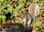 Portrait of a Grey Squirrel eating peanuts in Autumn