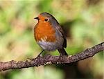 Close up of a Robin