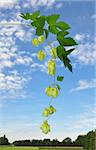 Hop (Humulus lupulus)