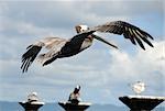 Brown pelican flying near the Florida coastline