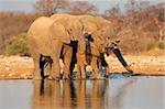 African elephants (Loxodonta africana) drinking water, Etosha National Park, Namibia