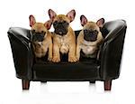 french bulldog litter - three frenchies sitting on a dog couch isolated on white background