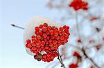 A sheaf of rowanberry on a branch in the snow