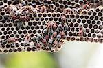 Nest of Hornet. Larvae and adults in the nest axis on tree.