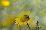 Bee on a yellow flower. Spring nature background.