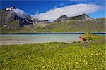 Flowering landscape of Lofoten islands in Norway during arctic summer