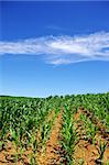 Green cornfield at south of Portugal