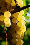 Bunches of grapes before harvest.