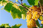 Bunches of grapes before harvest.