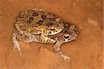 Mating guttural toads (Amietophrynus gutturalis) in water, South Africa