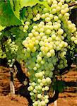 Bunches of ripe grapes in a vineyard in Italy