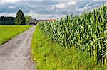 Asphalt Path between Corn  Fields in Bavaria, Germany