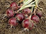 fresh harvested red onion bulbs