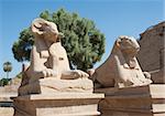 Ram headed sphinxes in the avenue outside Karnak temple at Luxor