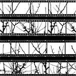 Contact sheet with photos of tree branches and twigs. Abstract background.