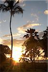 Sunset and Palm Trees in Wailea Maui Hawaii