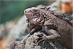 Green iguana on rocks, Saint Thomas, Caribbean, US Virgin Islands