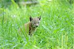 Young Lynx in Long Grass