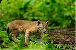 Young Eurasian Lynx Cub Walking in Forest