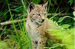 Young Eurasian Lynx Cub Sitting in Long Grass