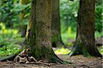 Two Eurasian Gray Wolf Pups (Canis lupus lupus) Lying Down at Base of Tree in Forest