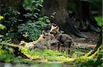 Mother Eurasian Gray Wolf (Canis lupus lupus) and Pup Relaxing in Sunbeam on Forest Floor