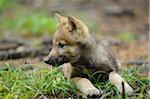 Eurasian Gray Wolf Pup (Canis lupus lupus) Lying Down and Looking to the Side