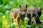 Two Eurasian Wolf Pups Outdoors (Canis lupus lupus)