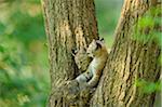 Two Eurasian Lynx Cubs in Tree