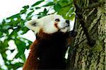 Close-up of Red Panda (Ailurus fulgens) on Tree