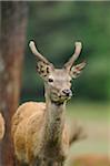 Portrait of Red Deer (Cervus elaphus) Bavaria, Germany