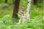 Lynx in Forest, Wildpark Alte Fasanerie Hanau, Hessen, Germany