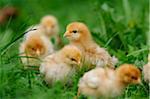 Baby Chicks in Grass, Bavaria, Germany