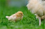 Baby Chick in Grass, Bavaria, Germany