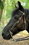 Close-up of Horse, Bavaria, Germany