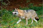 Side View of Eurasian Gray Wolf (Canis lupus lupus)Walking in Forest, Bavarian Forest National Park, Bavaria, Germany