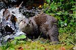 European Otter (Lutra lutra) by Waterfall, Bavarian Forest National Park, Bavaria, Germany