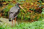 Black Stork (Ciconia nigra) Standing near Water, Bavarian Forest National Park, Bavaria, Germany