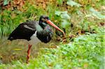 Black Stork (Ciconia nigra) Standing in Water, Bavarian Forest National Park, Bavaria, Germany