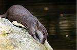 Wet Eurasian River Otter (Lutra lutra) on Rock by Water, Bavarian National Forest, Bavaria, Germany