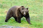 European Brown Bear (Ursus arctos arctos) Walking on Grass, Bavarian Forest National Park, Bavaria, Germany