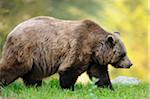 Side View of European Brown Bear (Ursus arctos arctos) Walking, Bavarian Forest National Park, Bavaria, Germany