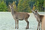 Group of Red Deer (Cervus elaphus) Standing in Field Looking Towards Camera, Bavaria, Germany