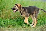 Mixed-Breed Puppy Running in Field of Long Grass, Bavaria, Germany