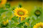 Close-Up of Sunflower (Helianthus annuus) in Field, Franconia, Bavaria, Germany