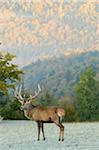 Red Deer (Cervus elaphus) Stag Standing in Frost Covered Field in Autumn, Bavaria, Germany