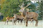 Herd of Red Deer (Cervus elaphus) with Stag in Front Standing in Frost Covered Field, Bavaria, Germany