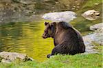 European Brown Bear (Ursus arctos arctos) Sitting at Water's Edge, Bavarian Forest National Park, Bavaria, Germany