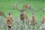 Herd of Red Deer (Cervus elaphus) in Field, Bavaria, Germany